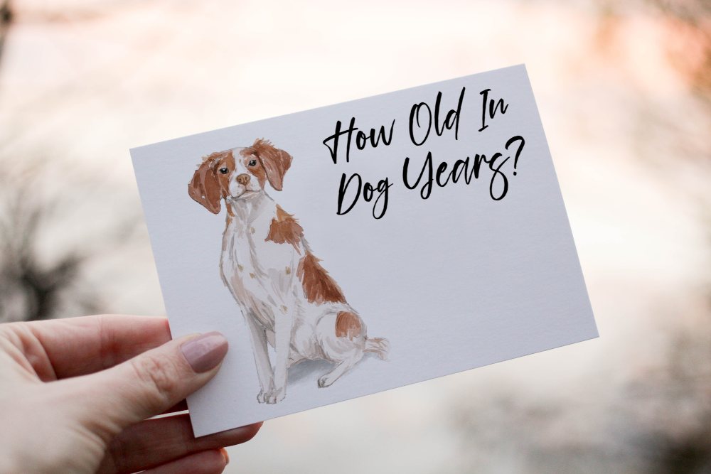 Brittany Spaniel Dog Birthday Card, Dog Birthday Card